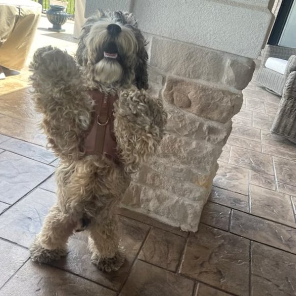 PETsRUS Premium No Pull Dog Harness 2 Leash Clip Bronze Leather Brown Neoprene - Picture 14 of 16